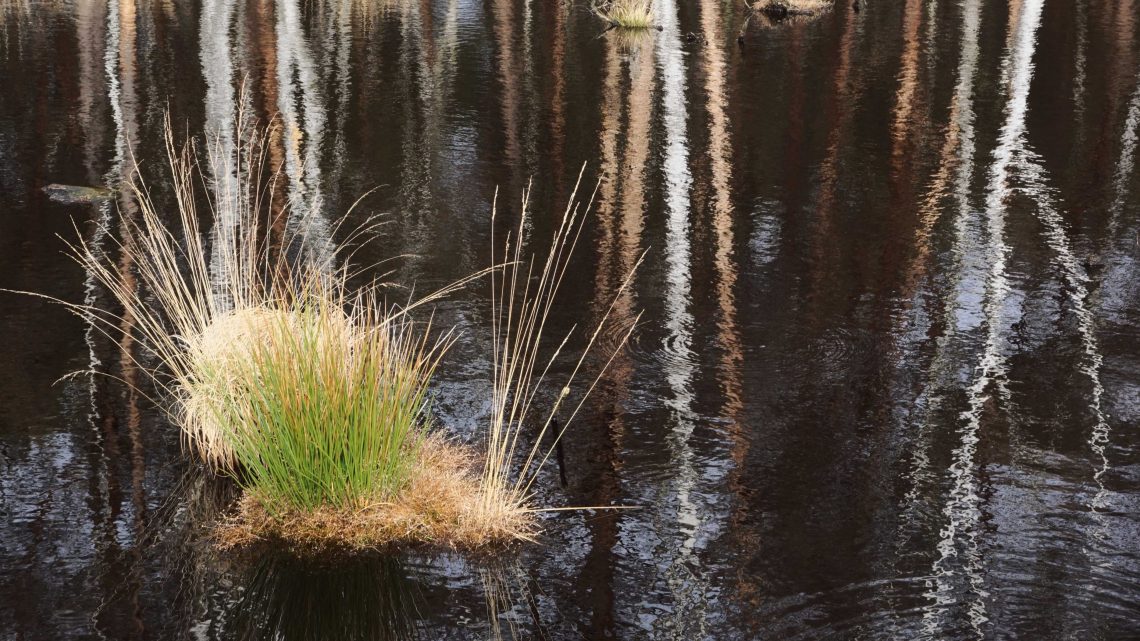 Fotos vom Bissendorfer Moor